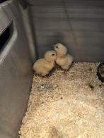 Kuikens legkip, Dieren en Toebehoren, Meerdere dieren, Kip