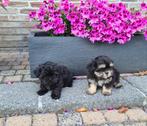 boomer pups shih tzu x maltezer, Dieren en Toebehoren, België, Maltezer, CDV (hondenziekte), 8 tot 15 weken