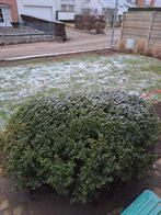 Wolk, Ophalen, Buxus