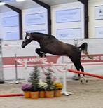 2 ultra knappe sport hengsten, Dieren en Toebehoren, Hengst, Zadelmak, Springpaard, Gechipt