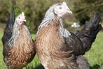 Leghorn Tricolor, Goudpatrijs, Silverhals en Dalmt, Kip