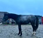 2 jarige hengst Cornado ll Z X Tangelo V/D Zuuthoeve, Dieren en Toebehoren