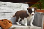 Prachtige bruin-witte Border collie pups, Animaux & Accessoires, Chiens | Bergers & Bouviers, Parvovirose, Plusieurs, Belgique