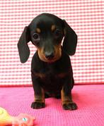 Super mooie Teckel pups!, Dieren en Toebehoren, Honden | Teckels en Dashonden, Standaard, 15 weken tot 1 jaar, CDV (hondenziekte)