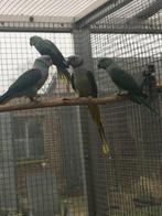malabarparkiet, Dieren en Toebehoren, Vogels | Parkieten en Papegaaien, Meerdere dieren, Parkiet, Geringd