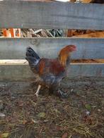 Brahma goudpatrijs haan nog geen jaar, Dieren en Toebehoren