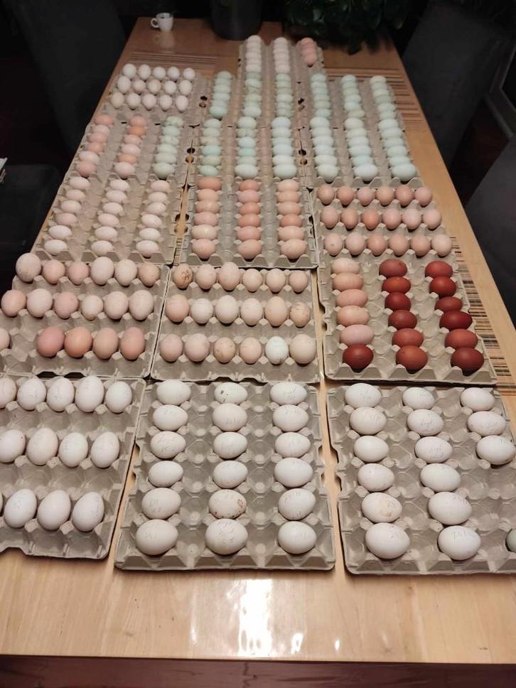 pluimvee, Dieren en Toebehoren, Pluimvee, Kip, Geslacht onbekend