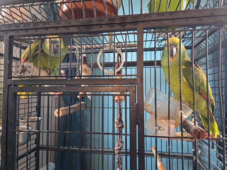 Ensemble couples de perroquet Amazone, Dieren en Toebehoren, Vogels | Toebehoren