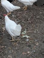 Witte leghorn, Dieren en Toebehoren, Pluimvee