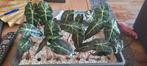 kleine Alocasia planten te koop, Huis en Inrichting, Kamerplanten, Ophalen
