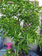 appelsienenboom 2m20hoog zonder pot, Tuin en Terras, Planten | Fruitbomen, Ophalen, Volle zon, Citroenboom, 100 tot 250 cm