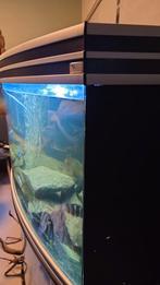 Aquarium à vendre sans quelques égratignures, Enlèvement ou Envoi