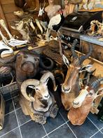 Jachttrofee curiosa te koop, Ophalen of Verzenden