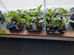 Jonge pannenkoekenplantjes te koop, Tuin en Terras, Planten | Tuinplanten, Ophalen