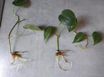 2 x stekje Philodendron scandens 'Brasil', Huis en Inrichting, Kamerplanten, Ophalen, Overige soorten, Halfschaduw, Minder dan 100 cm