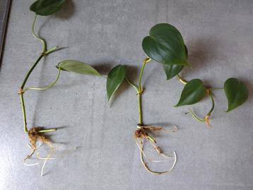 2 x stekje Philodendron scandens 'Brasil' beschikbaar voor biedingen