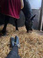 Paard te koop - Candy Van de Rottery Z, Dieren en Toebehoren, Paarden, Minder dan 160 cm, Gechipt, Ruin, Niet van toepassing
