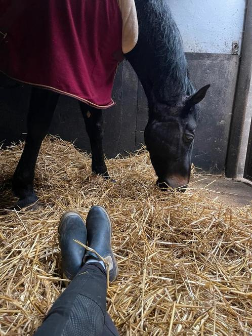 Paard te koop - Candy Van de Rottery Z, Dieren en Toebehoren, Paarden, Ruin, Niet van toepassing, Minder dan 160 cm, 11 jaar of ouder