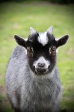 blauwschimmel(dek)bokje, Dieren en Toebehoren, Mannelijk, 0 tot 2 jaar, Geit