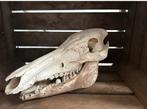 Schedel Sus Scrofa, Verzamelen, Ophalen, Wild dier, Schedel