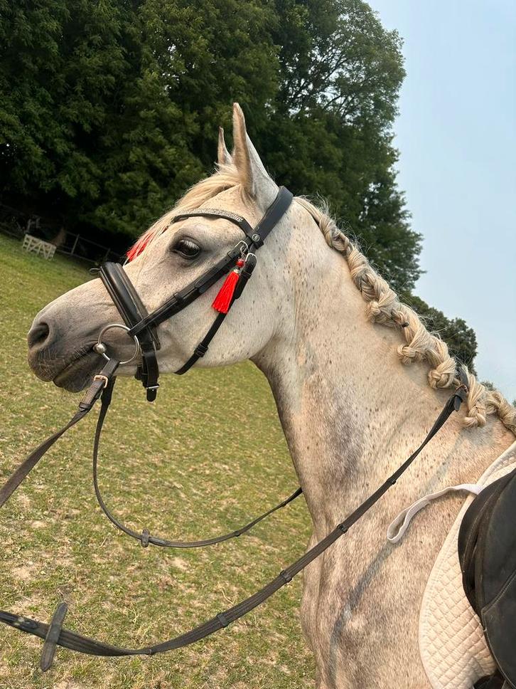 Merrie opzoek naar een ️huisje, Dieren en Toebehoren, Paarden, Merrie, Niet van toepassing, Minder dan 160 cm, 7 tot 10 jaar, Recreatiepaard