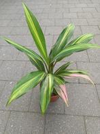 Cordyline, Ophalen