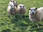 schapen, Dieren en Toebehoren, Meerdere dieren, Schaap, 0 tot 2 jaar