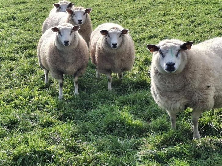schapen, Dieren en Toebehoren, Schapen, Geiten en Varkens, Schaap, Meerdere dieren, 0 tot 2 jaar