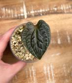 Anthurium Luxurians, Ophalen of Verzenden