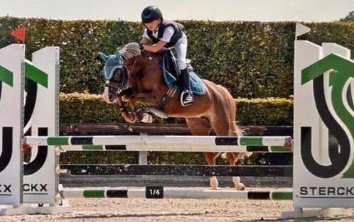B-pony met zeer goede springvaardigheden, Dieren en Toebehoren, Overige Dieren-accessoires, Ophalen