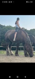 Trekpaard merrie, Dieren en Toebehoren, Paarden, Merrie