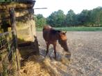 Pony te koop, Dieren en Toebehoren, 0 tot 2 jaar, Hengst, Gechipt, Onbeleerd