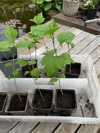 Roze hibiscus Syriacus, Tuin en Terras, Ophalen of Verzenden