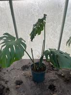 monstera deliciosa, Ophalen