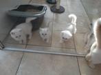 Brits korthaar kittens, Dieren en Toebehoren, Katten en Kittens | Raskatten | Korthaar, Meerdere dieren, Gechipt, 0 tot 2 jaar