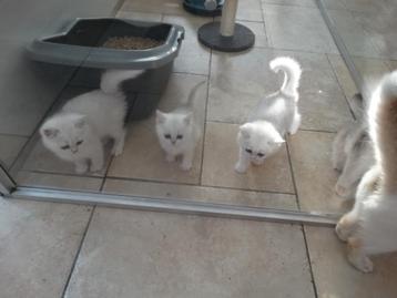 Brits korthaar kittens beschikbaar voor biedingen