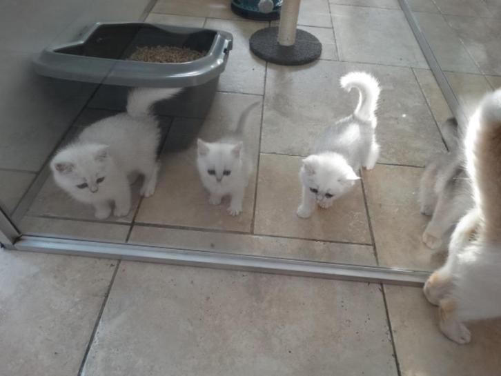 Brits korthaar kittens, Dieren en Toebehoren, Katten en Kittens | Raskatten | Korthaar, Meerdere dieren, 0 tot 2 jaar, Met stamboom