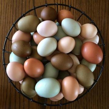 jeunes poules pondant des œufs de toutes les couleurs (14 ra disponible aux enchères