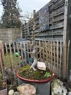 Bonsai acer, Tuin en Terras, Ophalen