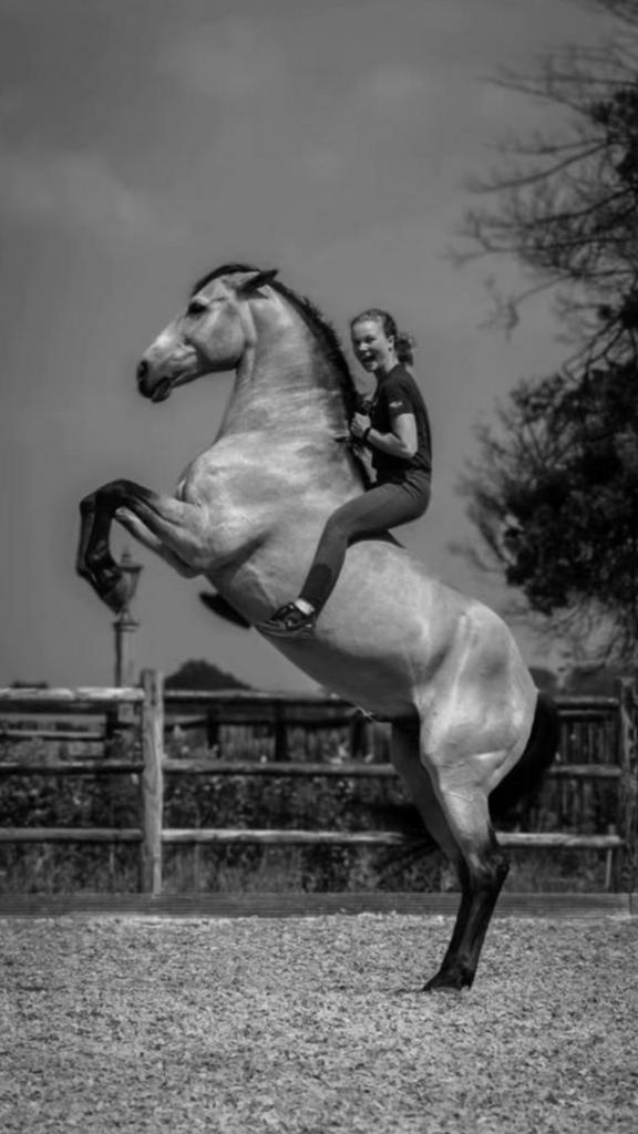 Ruiter aangeboden (pony’s & paarden), Dieren en Toebehoren, Paarden, Zadelmak