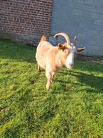 1 bouc et 1 chèvres a vendre