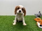 Cavalier King Charles Spaniel pups, Dieren en Toebehoren, België, Overige rassen, 8 tot 15 weken, Parvo