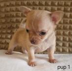 Chihuahua pups (kortharig), België, Particulier, CDV (hondenziekte), 8 tot 15 weken