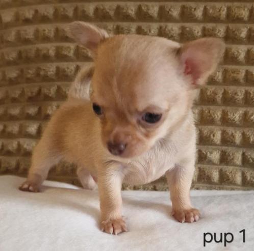 Chihuahua pups (kortharig), Dieren en Toebehoren, Honden | Chihuahua's en Gezelschapshonden, Meerdere dieren, Chihuahua, Particulier