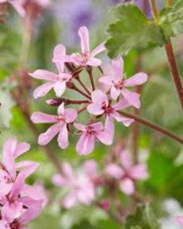 Geranium Japfu beschikbaar voor biedingen