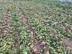 Rode voederbieten  hand  gerooid, Zakelijke goederen, Landbouw | Veevoer, Ophalen