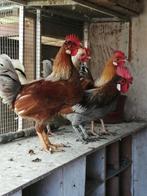 7 jonge hanen te koop., Dieren en Toebehoren, Pluimvee, Kip