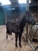 Jaarling hengst, Dieren en Toebehoren, Paarden, Hengst, Minder dan 160 cm, Gechipt, 0 tot 2 jaar