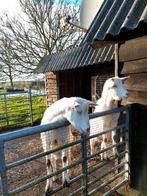 2 saanengeiten meisjes voor recreatieve doeleinden, Dieren en Toebehoren