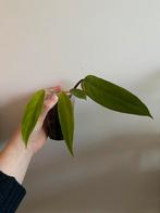 Philodendron Painted Lady, Ophalen